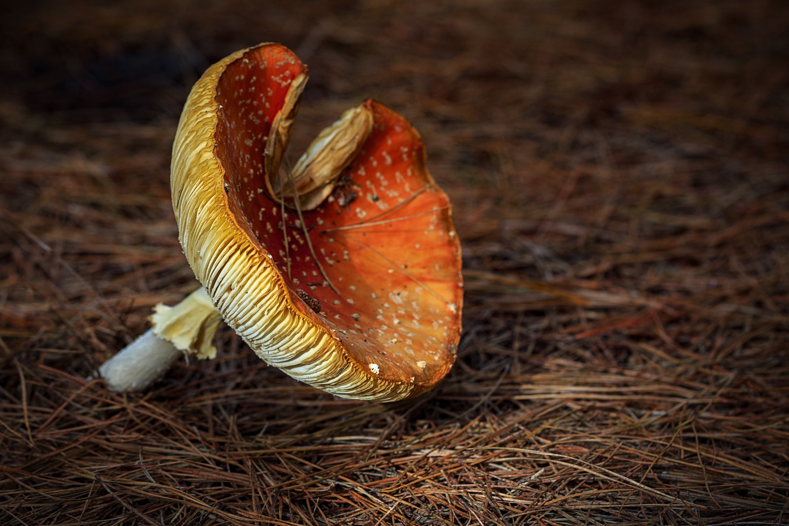 Fly Agaric Mushroom -.jpg